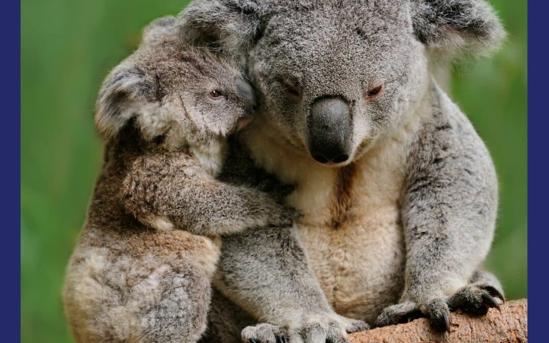 Koalas “iconic symbol of Australia”